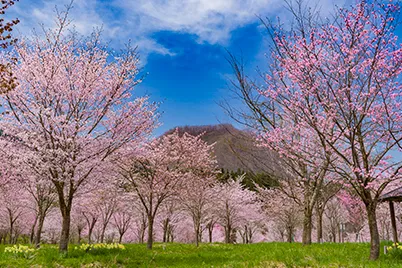 樱峠