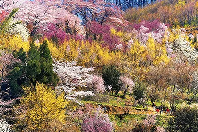 花见山