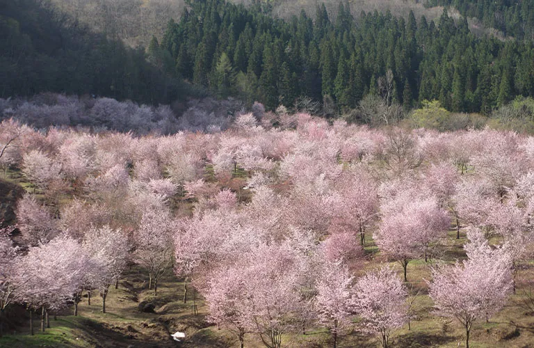 樱峠