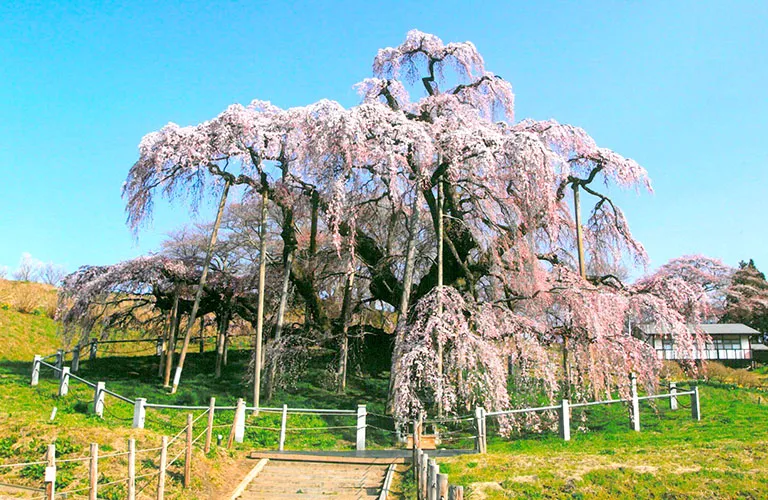 三春泷樱