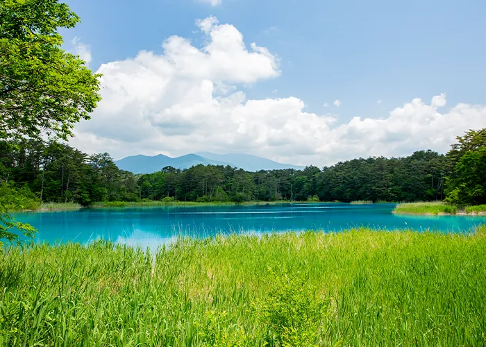 夏弁天沼