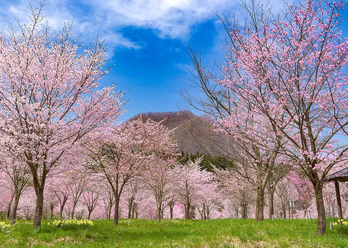 春樱峠