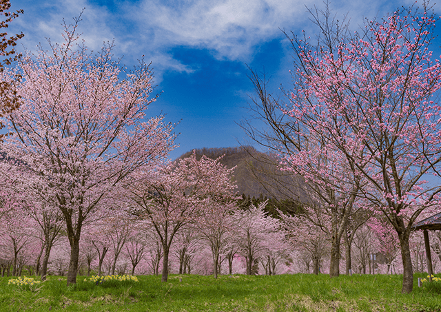 樱峠